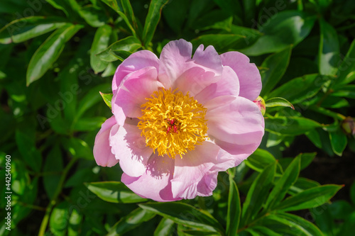 Peonies pink and beautiful in full bloom