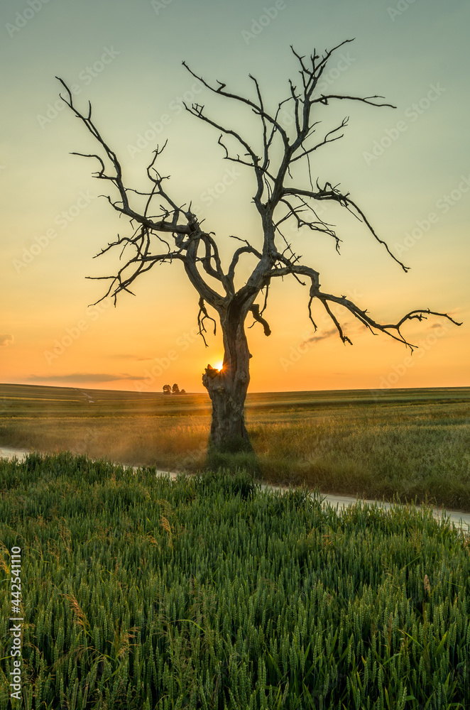 Lonely tree during sunset, Sułoszowa, Poland