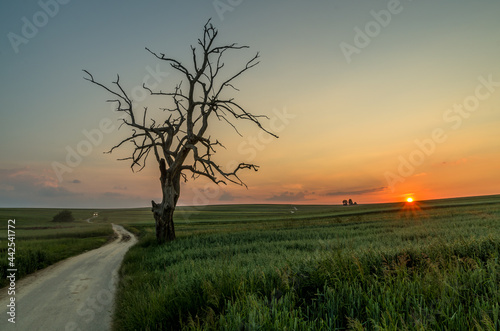 Lonely tree during sunset, Sułoszowa, Poland