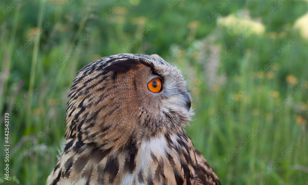 adult female eagle owl (Bubo bubo) closeup that sits in the grass adult female eagle owl (Bubo bubo) closeup that sits in the grass