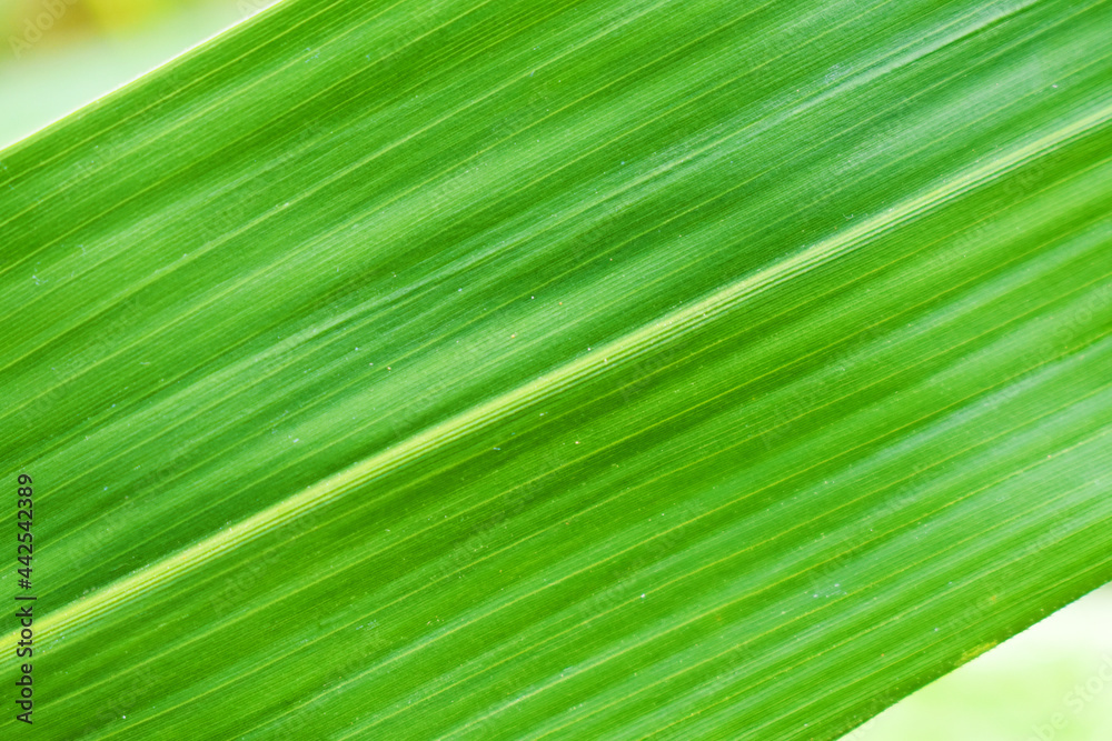 green leaf texture green leaf texture
