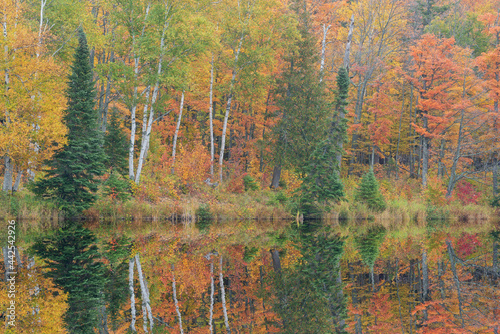 Fototapeta Naklejka Na Ścianę i Meble -  Autumn landscape of the shoreline of Alberta Lake with mirrored reflections in calm water, Ottawa National Forest, Michigan’s Upper Peninsula, USA
