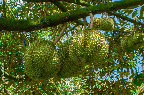 durian fruit on tree