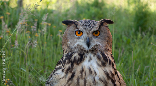 adult female eagle owl (Bubo bubo) closeup that sits in the grass