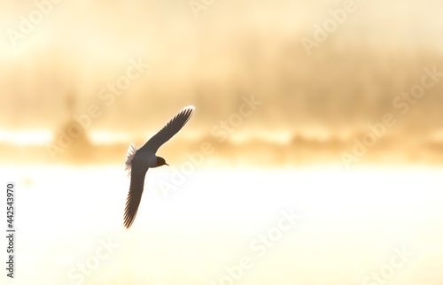 Little Gull, Dwergmeeuw, Larus minutus © AGAMI