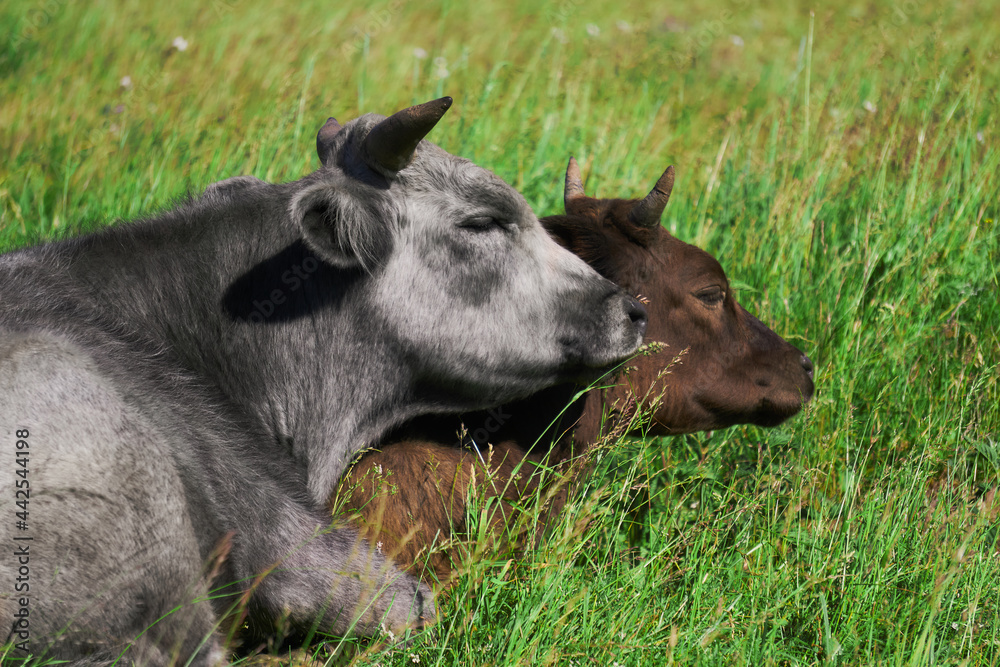 two cows in the pasture lying resting huddled together two cows in the pasture lying resting huddled together