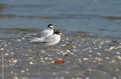 Dwergstern, Little Tern, Sternula albifrons photo