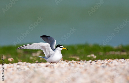 Dwergstern, Little Tern, Sternula albifrons photo