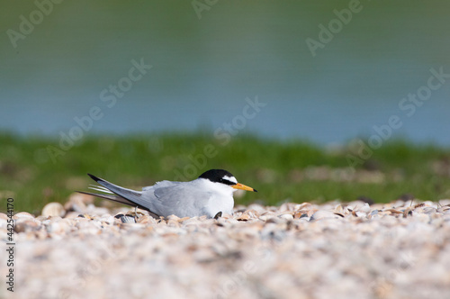 Dwergstern, Little Tern, Sternula albifrons photo