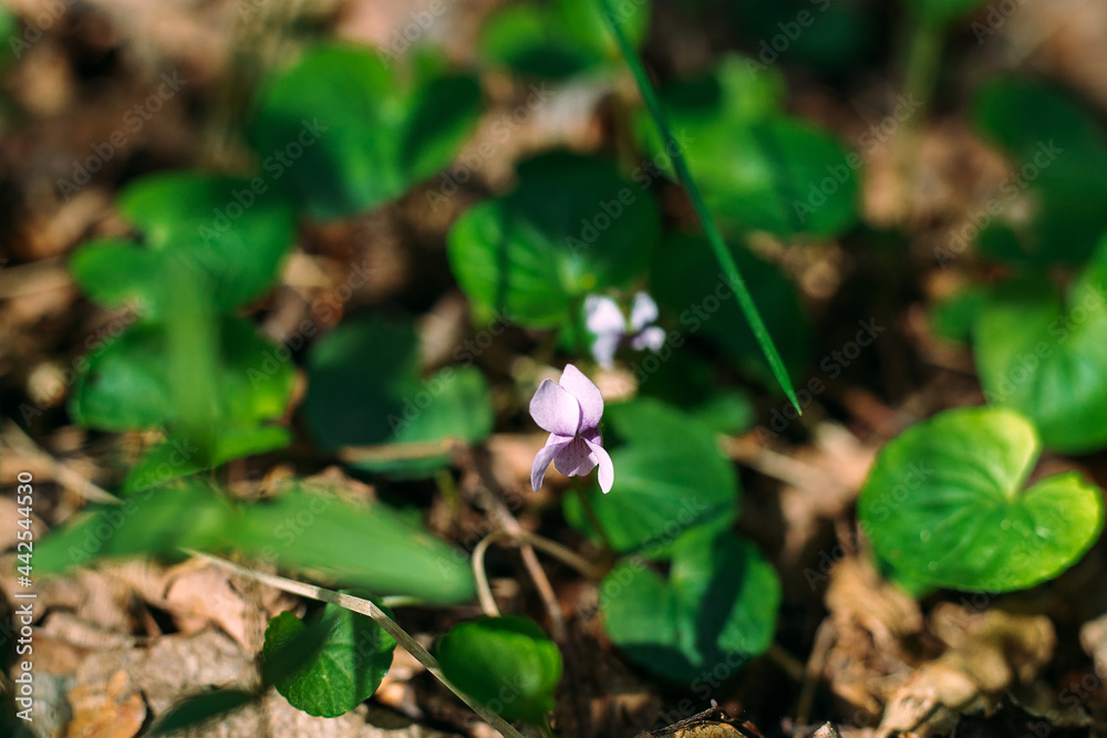 Violet Reichenbach, or Forest violet - a species of perennial herbaceous plants of the genus Violet of the Violet family Violet Reichenbach, or Forest violet - a species of perennial herbaceous plants of the genus Violet of the Violet family