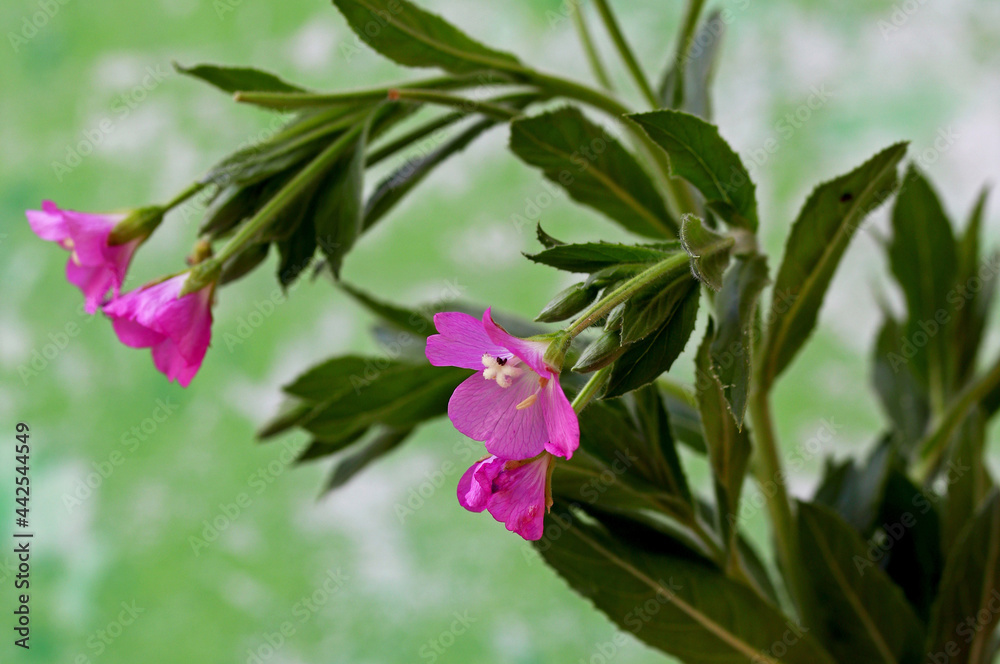 close-up of pink flowers on green background