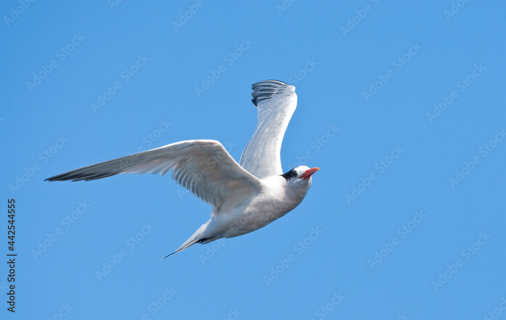 Fototapeta premium Californische Kuifstern, Elegant Tern, Thalasseus elegans