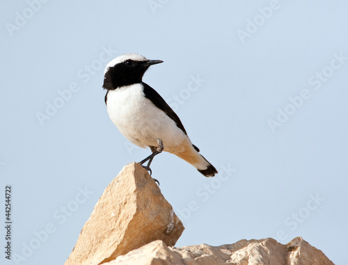 Schilderij op canvas Oostelijke Rouwtapuit, Eastern Mourning Wheatear, Oenanthe lugens
