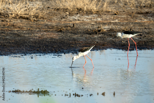 Italy Tuscany Maremma Grosseto, Castiglione della Pescaia, Diacia Botrona Nature Reserve, Birdwatching Birds of Swamp Himantopus Himantopus Knight of Italy Tringa Totanus Pettegola and Heroni photo