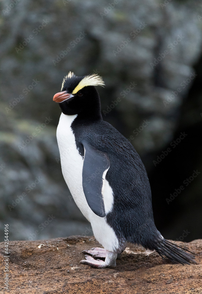 Naklejka premium Erect-crested Penguin, Eudyptes sclateri