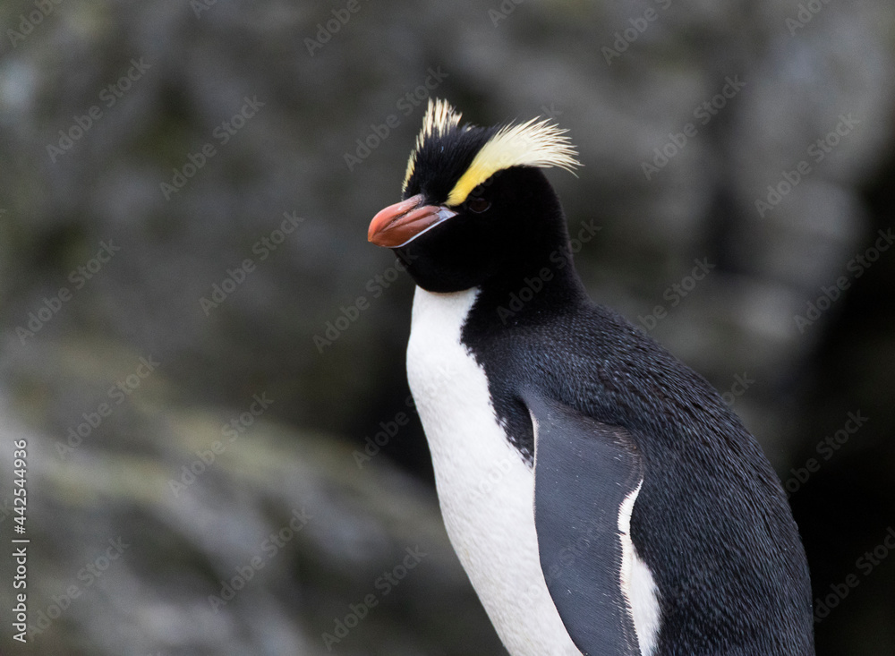 Naklejka premium Erect-crested Penguin, Eudyptes sclateri