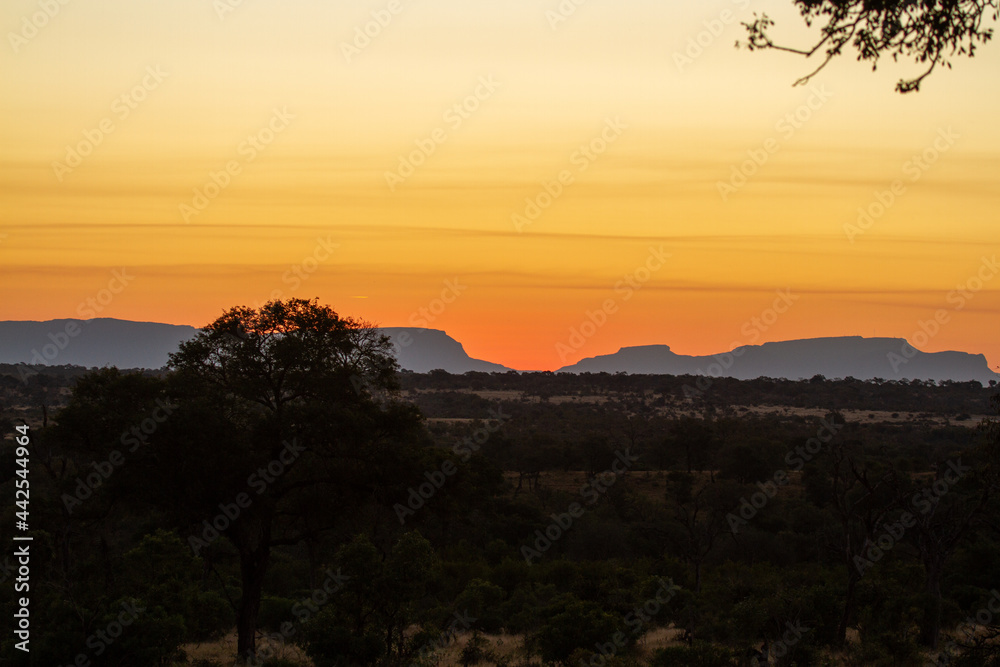 bushveld landscape