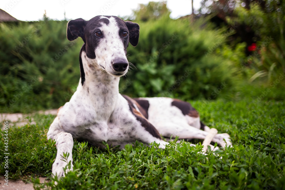 Greyhound dog portrait on the background of nature on a summer day. Greyhound dog portrait on the background of nature on a summer day.