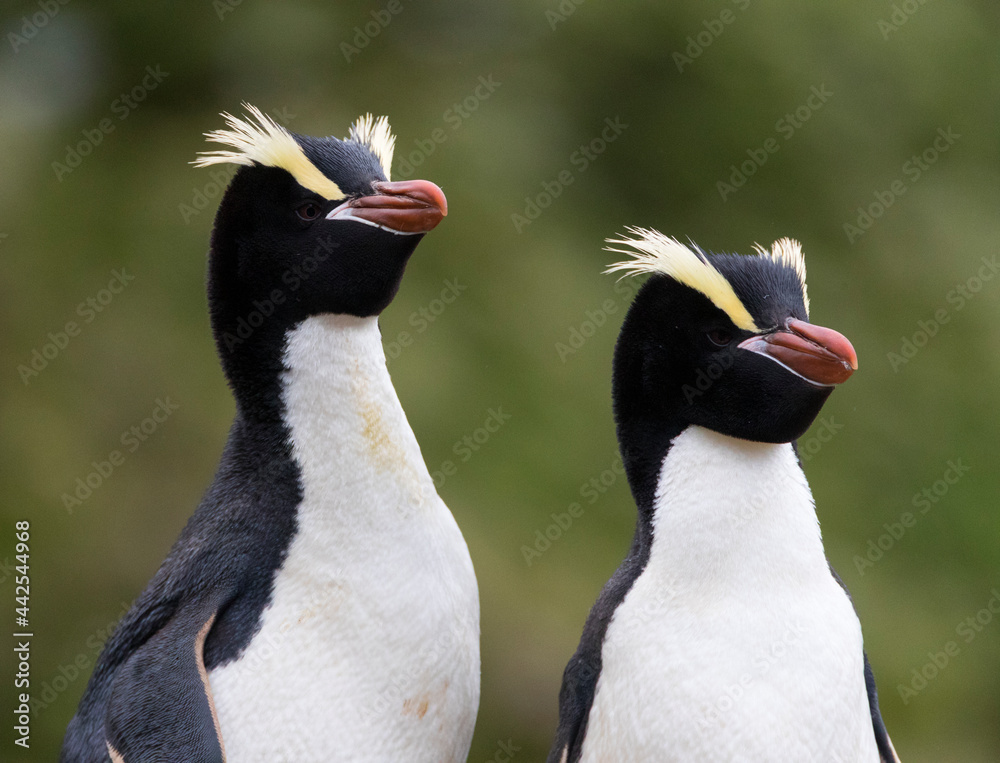 Naklejka premium Erect-crested Penguin, Eudyptes sclateri