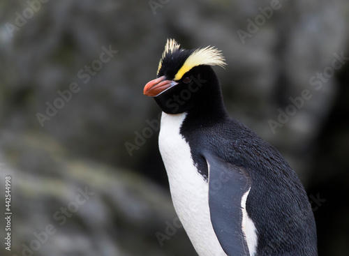 Erect-crested Penguin, Eudyptes sclateri photo