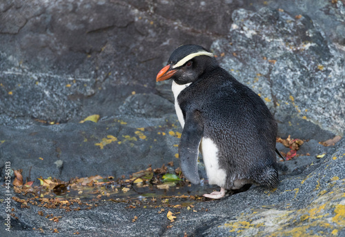 Fiordland Penguin, Eudyptes pachyrynchus photo