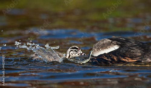 Fuut, Great Crested Grebe, Podiceps cristatus photo