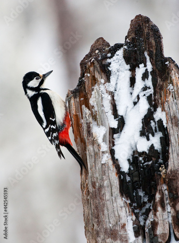 Grote Bonte Specht, Great Spotted Woodpecker, Dendrocopos major photo