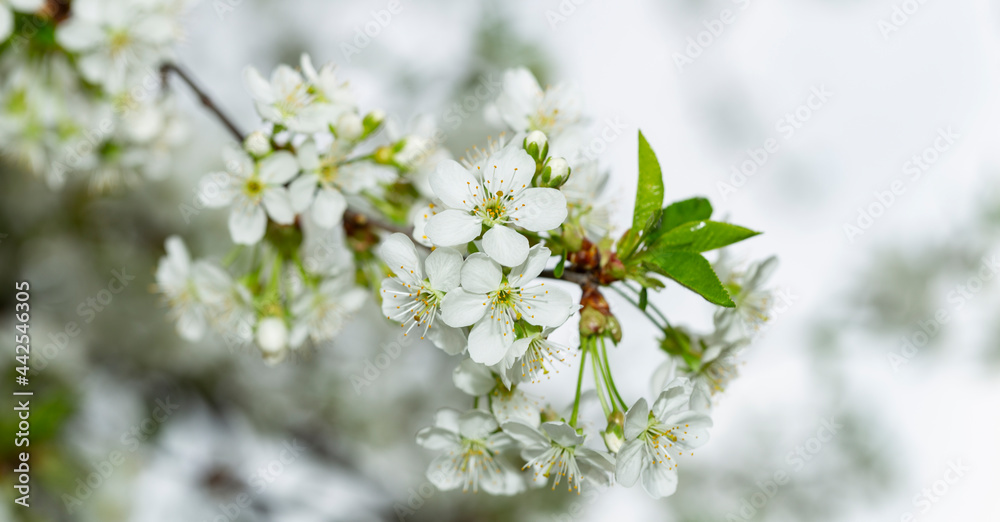 Cherry blossoms. White flowers of fruit tree.
