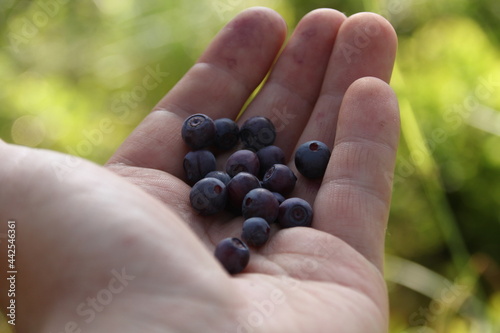 a handful of blueberries in a man's hand on a green background