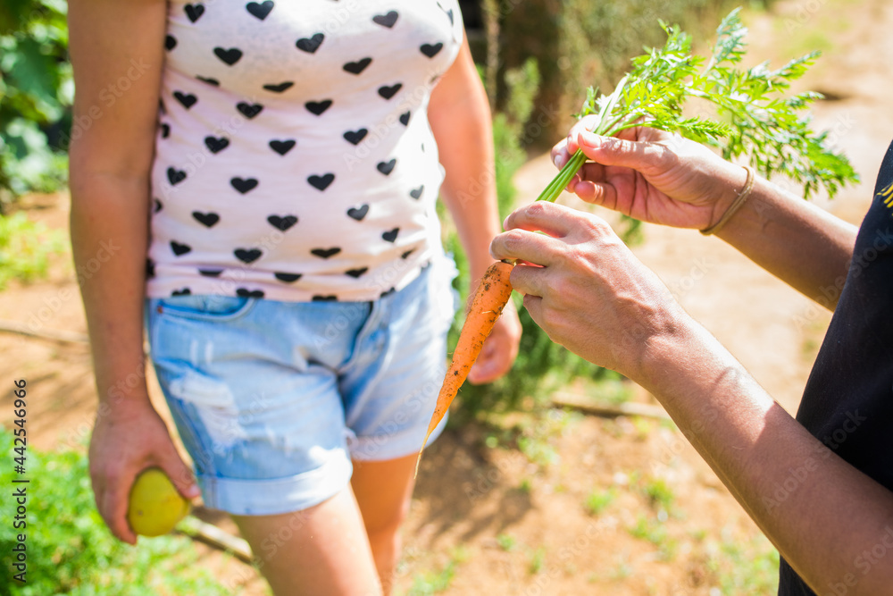 agricultora mostrando cenoura orgânica colhida da horta