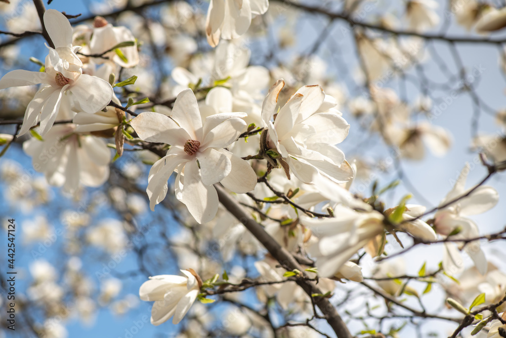 Nice magnolia tree flowers at spring sunny day, nature awakening