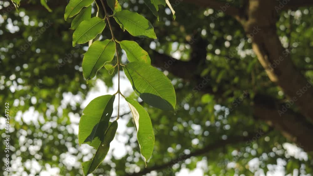 Green foliage leaves under the shade of tree branch at Asian countryside. Green foliage leaves under the shade of tree branch at Asian countryside.