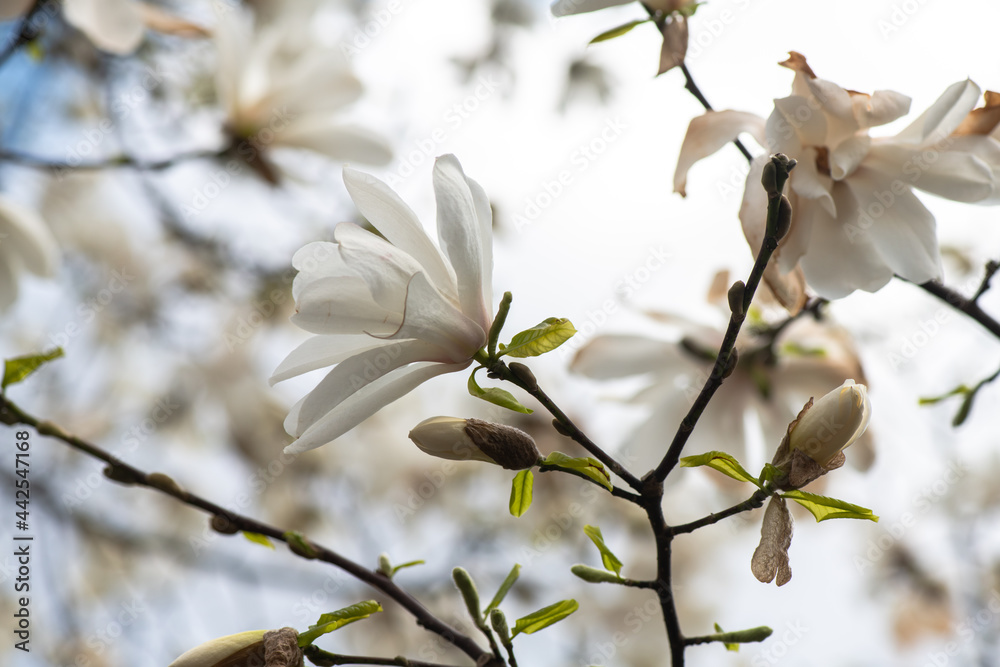 Nice magnolia tree flowers at spring sunny day, nature awakening Nice magnolia tree flowers at spring sunny day, nature awakening