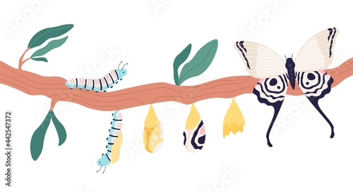 Butterfly metamorphosis. Growth process and life cycle from caterpillar to butterflies. Larva, pupa in cocoon and imago stage vector concept photo