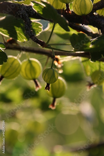 gooseberry berries on a tree in the garden