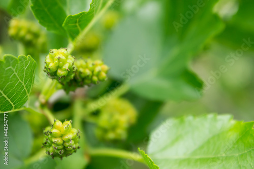 bright warm green vertical photo of an unripe mulberry on a tree branch with leaves
