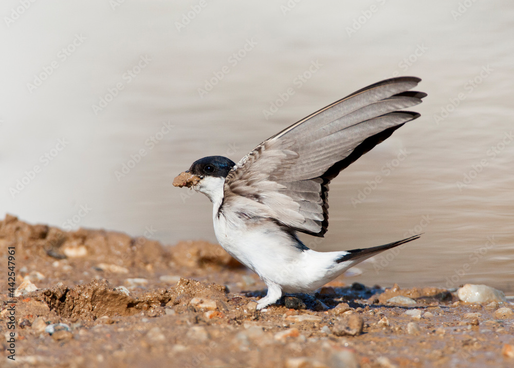 Obraz premium Huiszwaluw, Common House Martin, Delichon urbicum