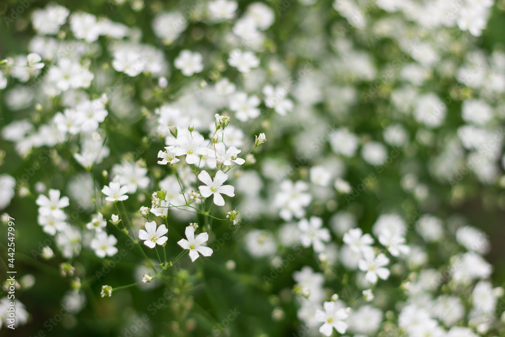 large white gypsophila blooms on a bush. floral background