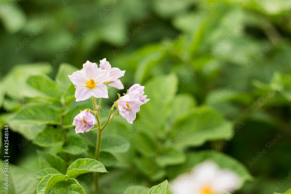Blooming of a young green potato in a vegetable garden. Growing vegetables and root crops. Blooming of a young green potato in a vegetable garden. Growing vegetables and root crops.