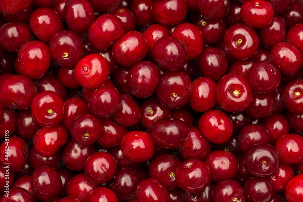 a lot of red sweet cherries. background and frame with place for text and inscriptions. a lot of red sweet cherries. background and frame with place for text and inscriptions.