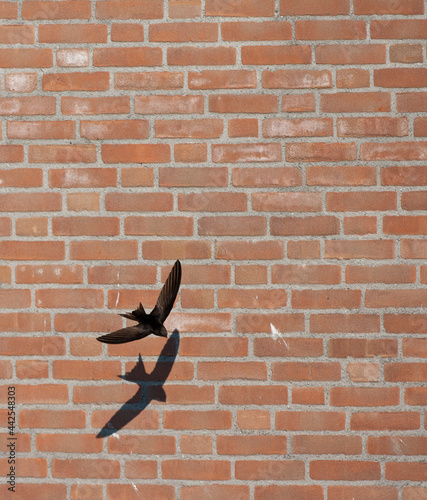 Gierzwaluw, Common Swift, Apus apus