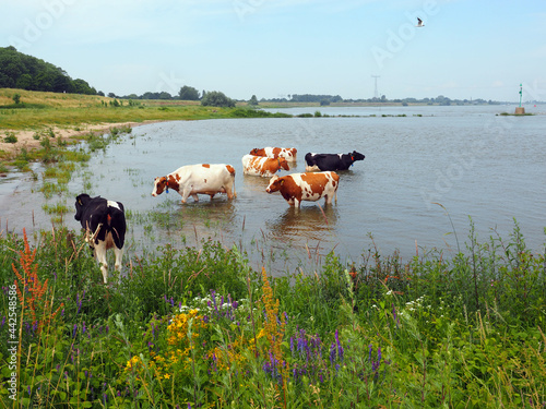 Cows in the river The Waal, Netherlands photo
