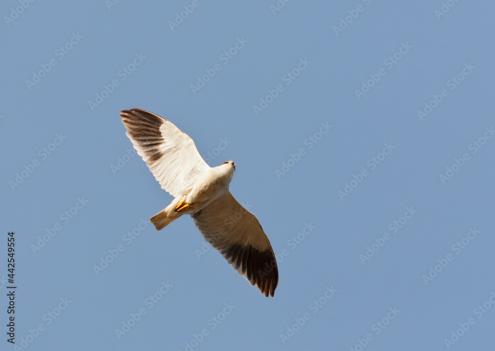 Obraz premium Grijze Wouw, Black-winged Kite, Elanus caeruleus caeruleus