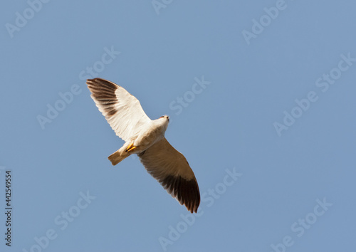 Grijze Wouw, Black-winged Kite, Elanus caeruleus caeruleus © AGAMI