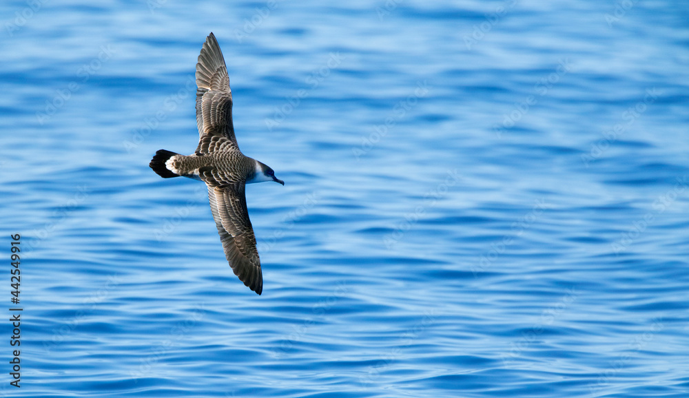 Grote Pijlstormvogel, Great Shearwater, Puffinus gravis Grote Pijlstormvogel, Great Shearwater, Puffinus gravis