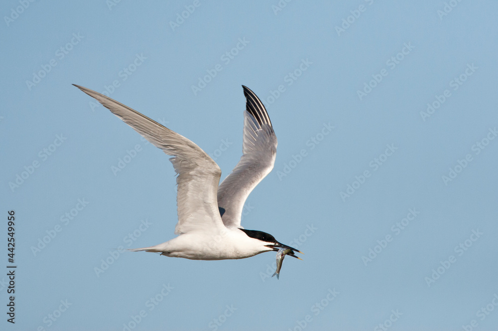Grote stern, Sandwich Tern, Sterna sandvicensis