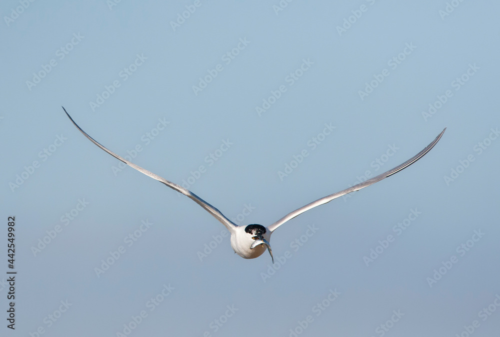 Grote stern, Sandwich Tern, Sterna sandvicensis Grote stern, Sandwich Tern, Sterna sandvicensis