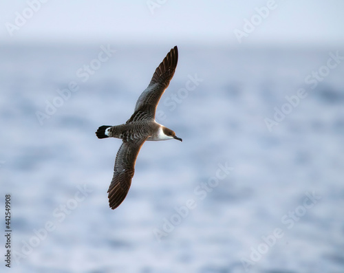 Grote Pijlstormvogel, Great Shearwater, Puffinus gravis photo