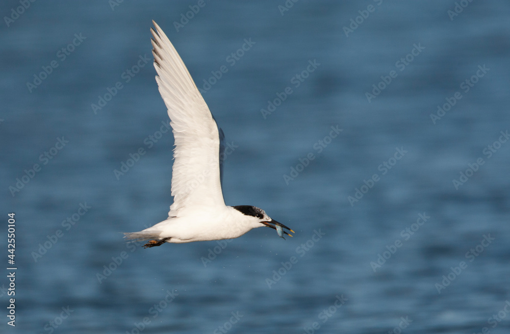 Grote stern, Sandwich Tern, Sterna sandvicensis Grote stern, Sandwich Tern, Sterna sandvicensis