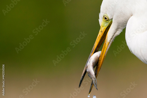 Grote Zilverreiger, Western Great Egret, Ardea alba alba